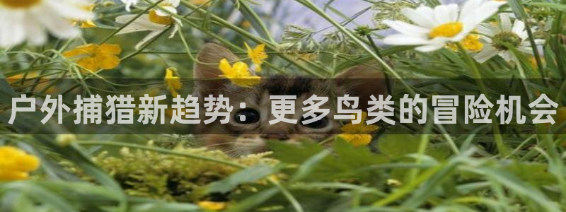 新宝gg主管花木兰