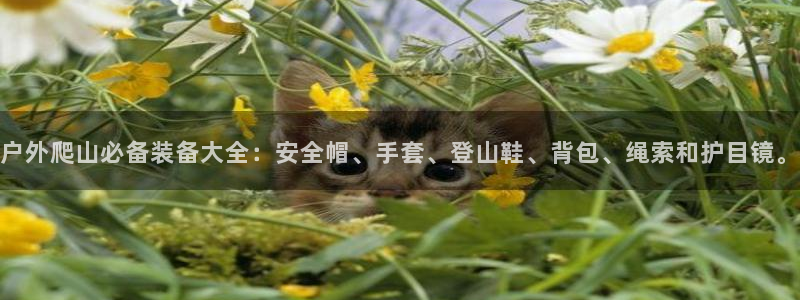 新宝GG手机客户端